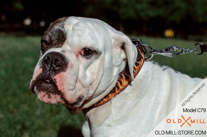 Designer Leather Dog Collar for American Bulldog