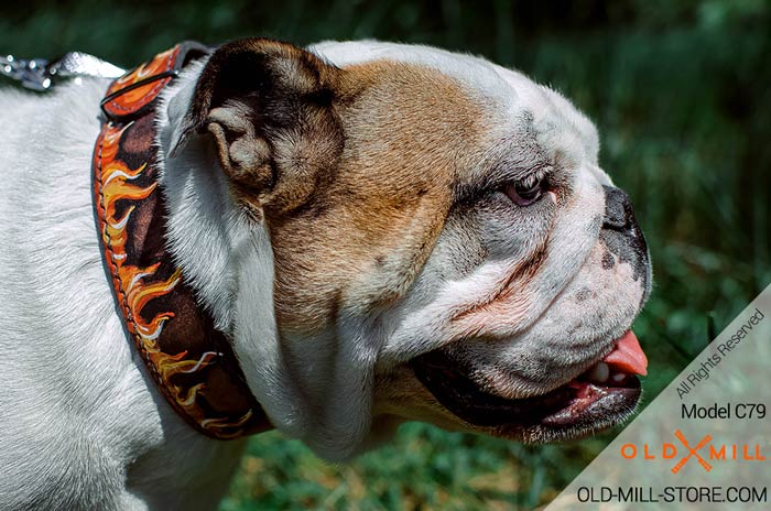 Wide Leather English Bulldog Collar