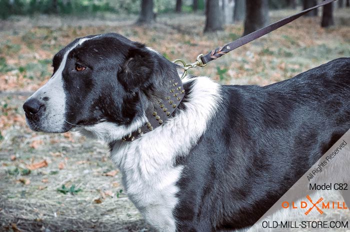 Central Asian Shepherd Collar