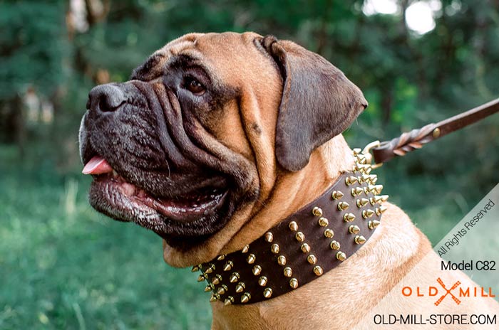 3 inch Wide Leather Bullmastiff Collar