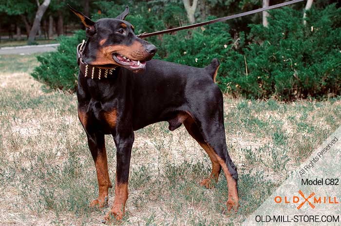 3 inch Wide Spiked Leather Doberman Collar