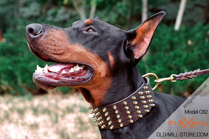 Doberman Collar with Gold Spikes