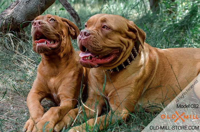 Dogue De Bordeaux Extra Wide Collar with 5 Rows Gold-like Spikes and D-ring for Leash