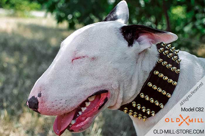 3 inch Wide Designer English Bull Terrier Collar