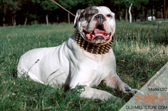Extra Wide Dog Collar with Spikes for American Bulldog Breed