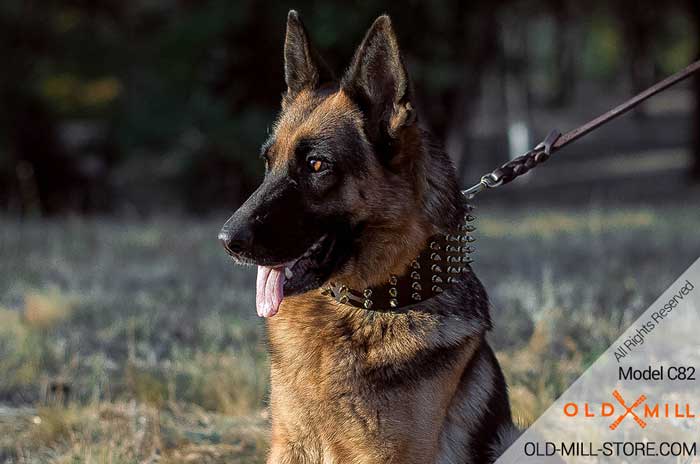 3 inch Wide Spiked Leather German Shepherd Collar