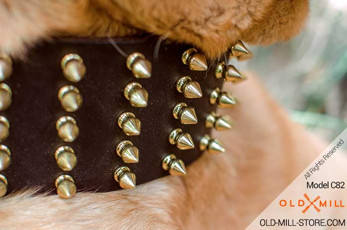 Extra Wide Leather Dog Collar with 5 rows of polished brass spikes