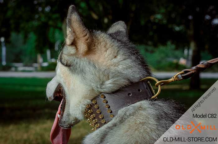 Extra Wide Collar with 5 Rows Gold-like Spikes and D-ring for Leash