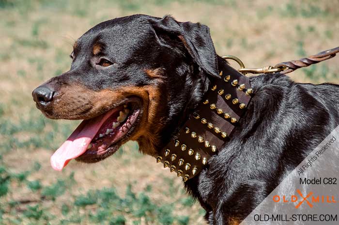 3 inch Wide Designer Rottweiler Collar