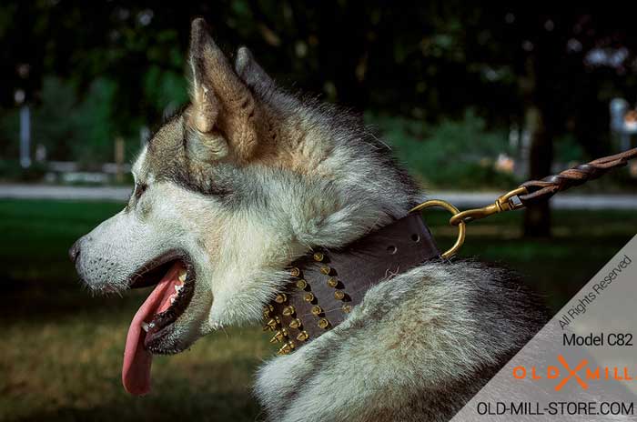 3 inch Wide Designer Siberian Husky Collar