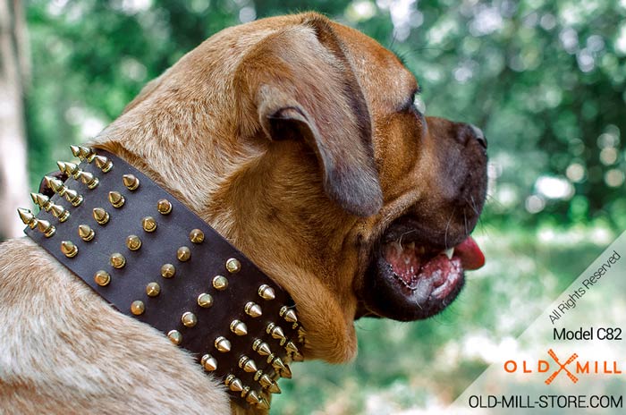 Spiked Dog Collar for Cane Corso Breed