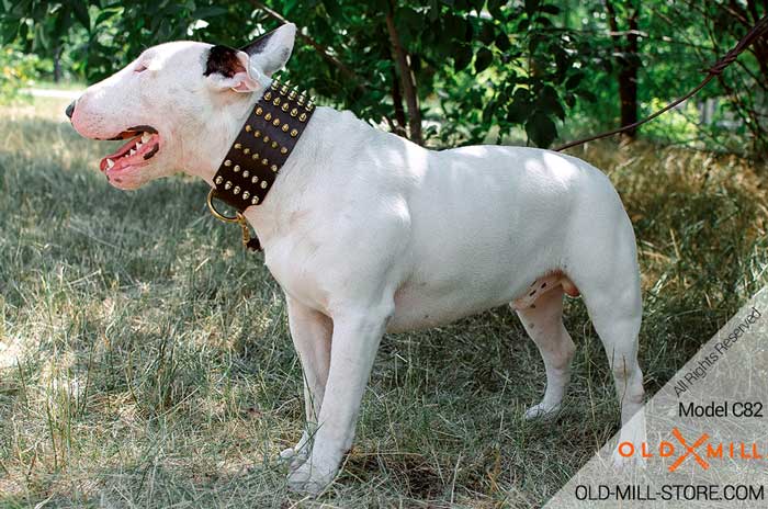 3 inch Wide Spiked Leather English Bull Terrier Collar