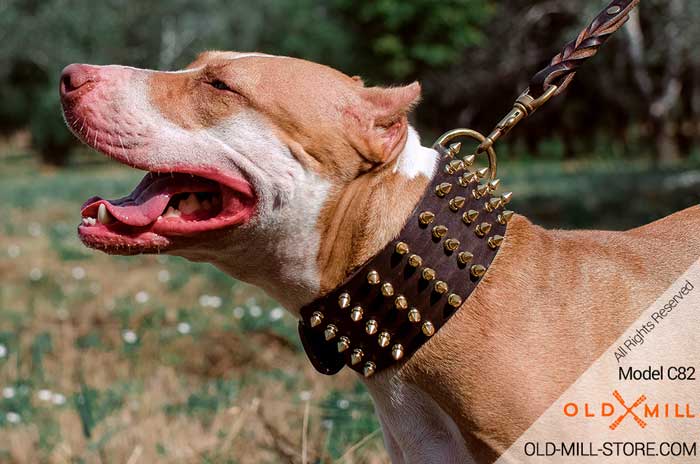 3 inch Wide Leather Dog Collar with 5 rows of polished brass spikes