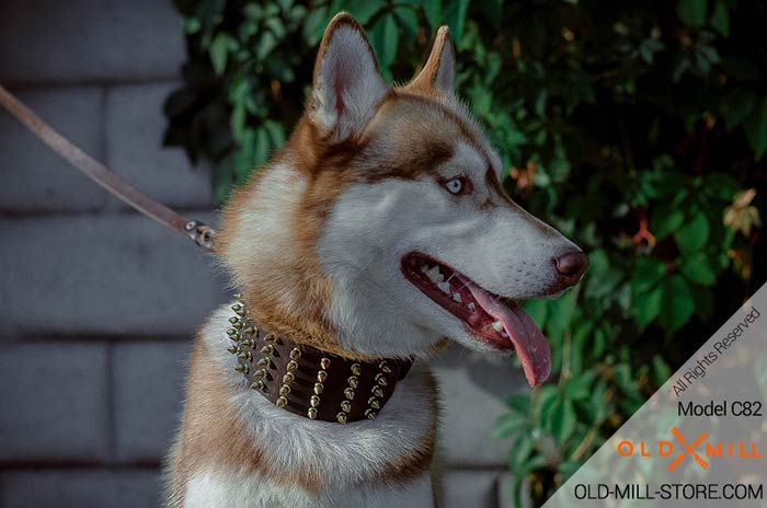 Everyday Spiked Leather Husky Collar