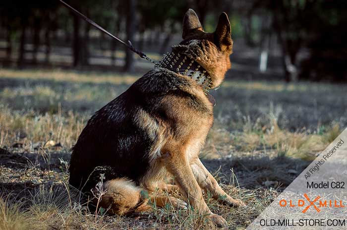 3 inch Wide Fashion German Shepherd Collar