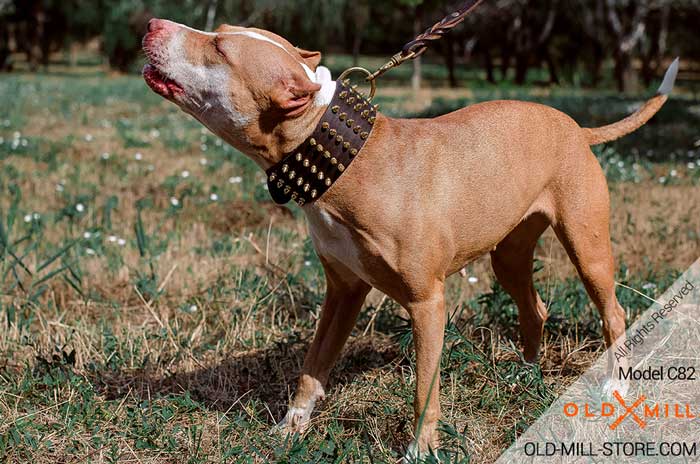 3 inch Wide Leather Pitbull Collar