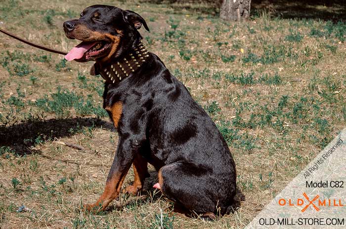 3 inch Wide Spiked Leather Rottweiler Collar