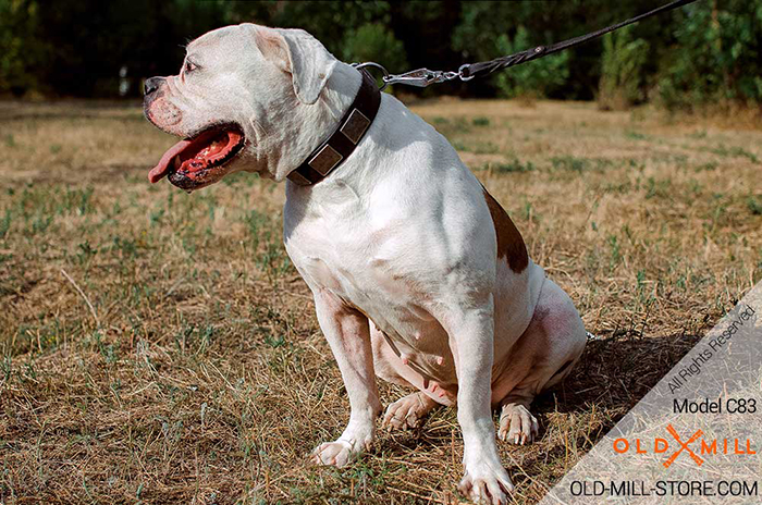 Leather Dog Collar with Large Silvery Nickel Plates for American Bulldog