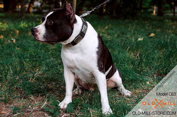 Leather Dog Collar with Vintage Plates for Amstaff