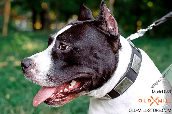 Amstaff Collar with Nickel Plates