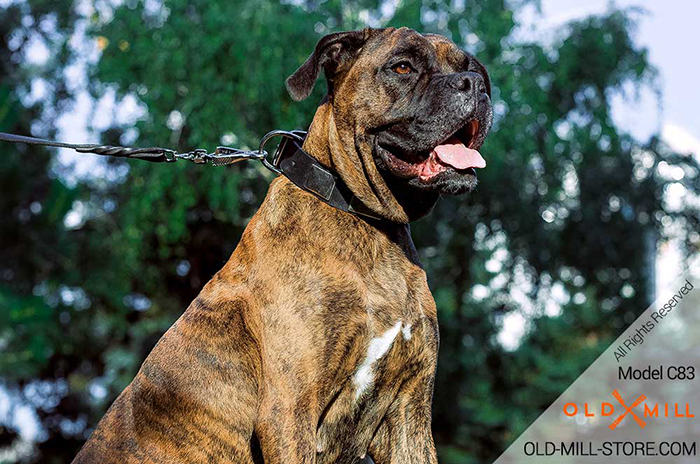 Leather Dog Collar with Vintage Plates for Boxer