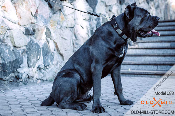 Leather Dog Collar with Large Old Nickel Plates for Cane Corso