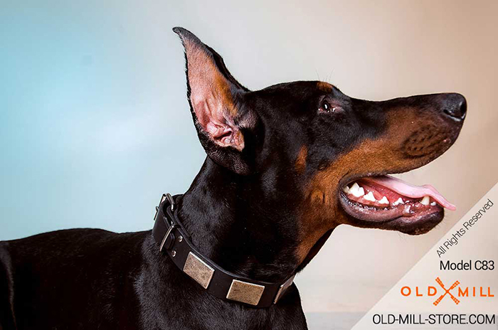 Leather Dog Collar with Vintage Plates for Doberman