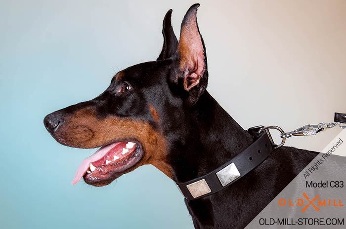 Designer Doberman Collar for everyday walking