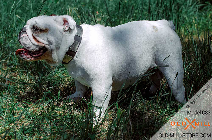 Leather Dog Collar with Large Silvery Nickel Plates for English Bulldog