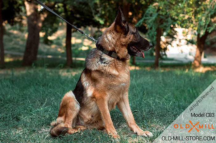 German Shepherd Collar with Nickel Plates