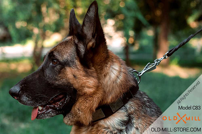 Leather Dog Collar with Vintage Plates for German Shepherd