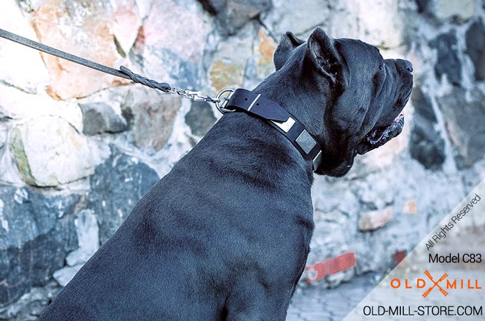 War-like Leather Cane Corso Collar with Solid steel nickel plated buckle and D-ring