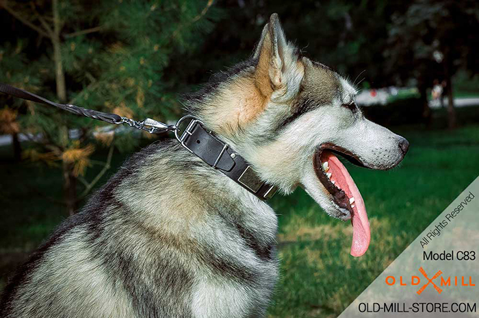 Leather Dog Collar with Vintage Plates for Siberian Husky