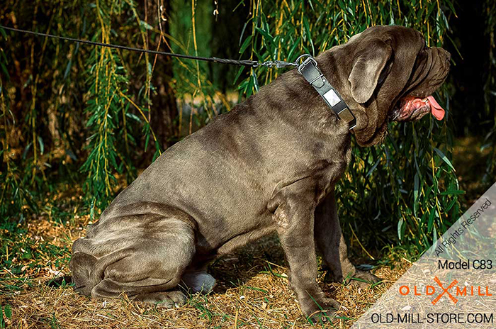 War-like Leather Mastiff Collar with Solid steel nickel plated buckle and D-ring