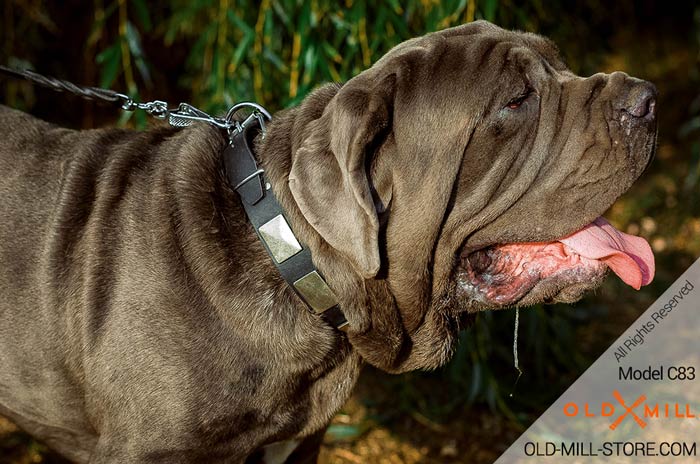 Leather Dog Collar with Large Vintage Plates for Mastiff