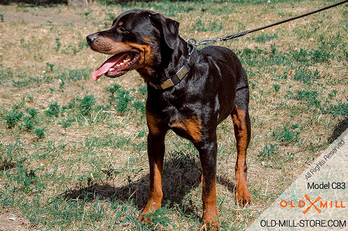 War-like Leather Rottweiler Collar with Nickel Plates for everyday walking