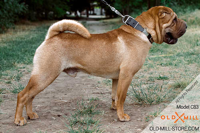 Leather Dog Collar with Large Old Nickel Plates for Shar Pei