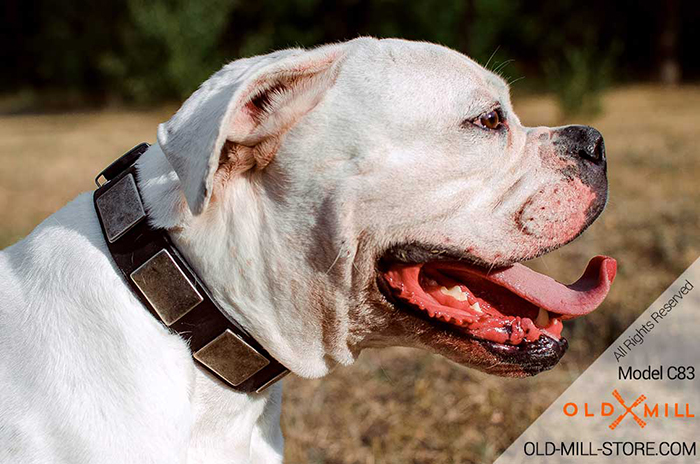 War-like Leather Bulldog Collar with Solid steel nickel plated buckle and D-ring