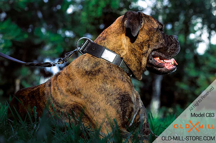 Designer Boxer collar for everyday walking