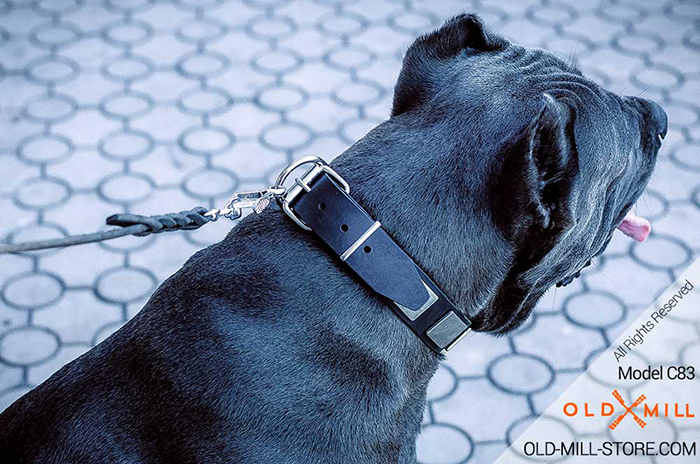 Italian Mastiff Collar with Solid steel nickel plated buckle and D-ring