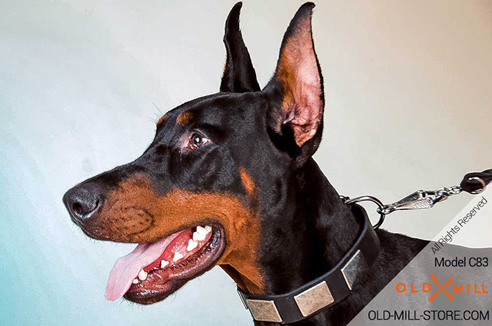 War-like Leather Dog Collar with Nickel Plates for Doberman