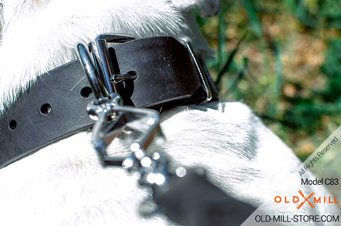 Dog Collar with Solid steel nickel plated buckle and D-ring