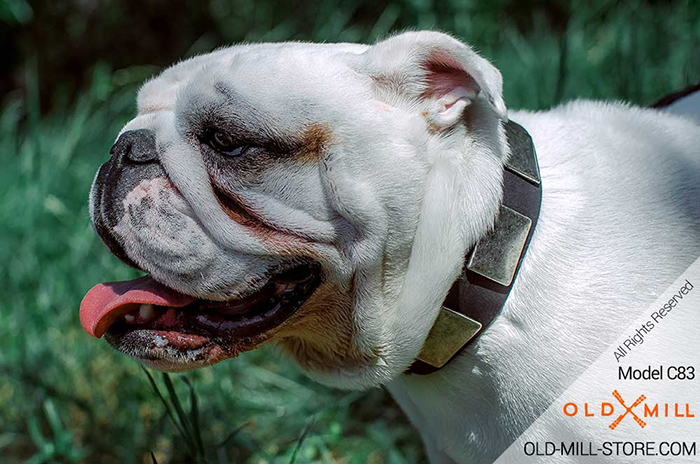 Designer Leather Bulldog Collar with Solid steel nickel plated buckle and D-ring