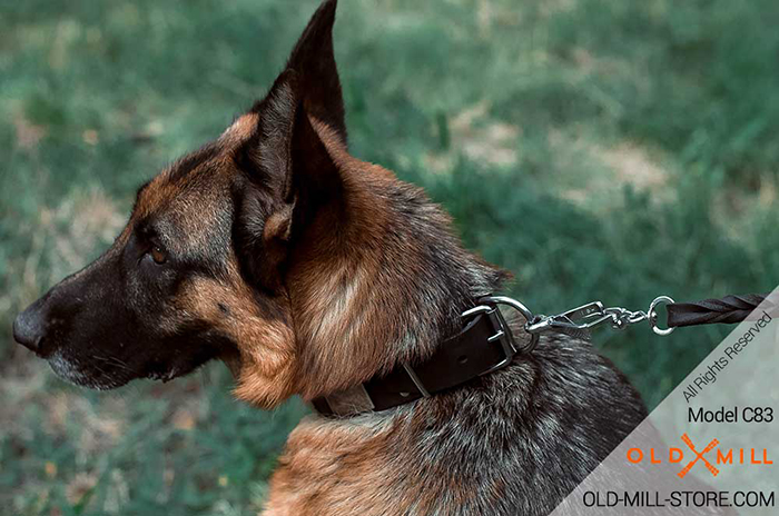 Stylish German Shepherd collar for everyday walking