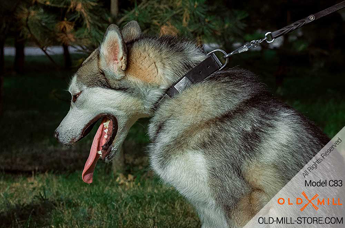 Leather Husky Collar with Vintage Plates for everyday walking