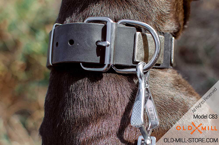 Pitbull Collar with Solid steel nickel plated buckle and D-ring