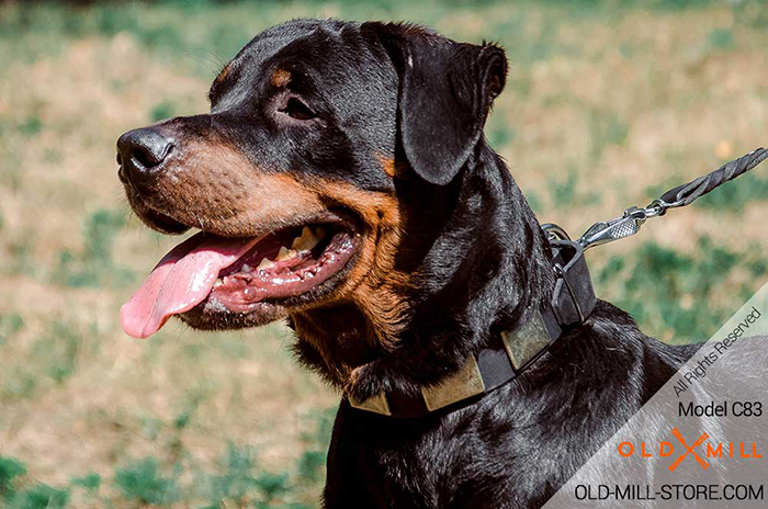 Leather Dog Collar with Vintage Plates for Rottweiler 