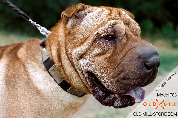 Cool Leather Shar Pei Collar with Solid steel nickel plated buckle and D-ring