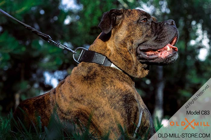 Boxer Collar with Nickel Plates