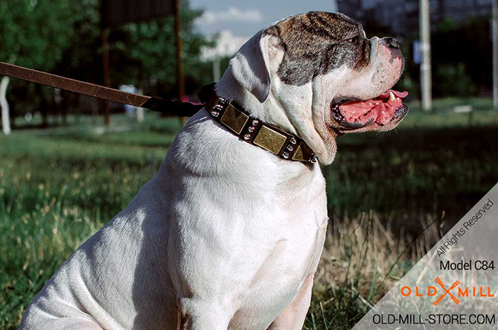Decorated with Spikes and Plates Leather Collar for your American Bulldog